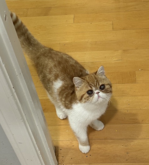 Photo of Banger a Red and White Exotic Shorthair Persian cat who needs a home