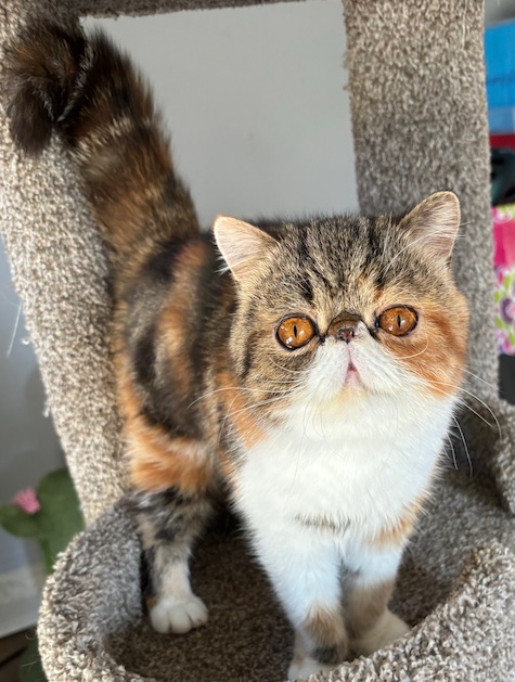 Photo of Rocky a Calico Tabby and White Persian cat who needs a home