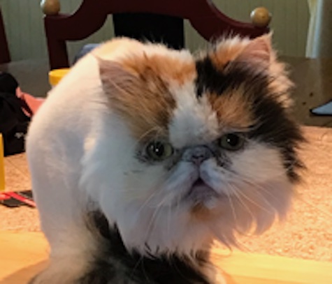 Photo of Bella a Calico Persian cat who needs a home