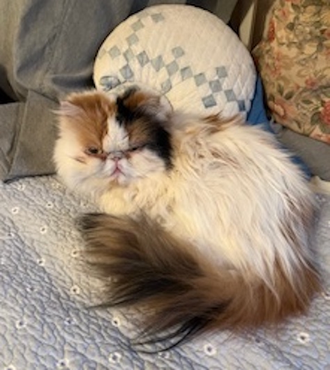 Photo of Bella a Calico Persian cat who needs a home