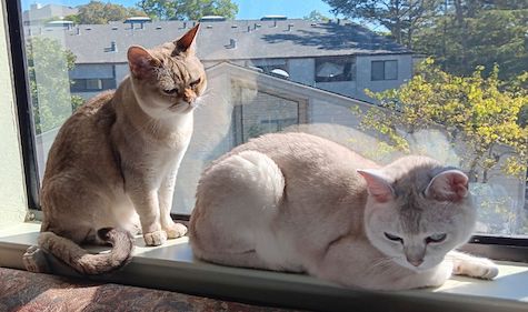 Photo of pair of Burmilla cats who need a home