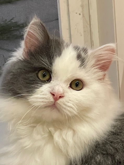 Photo of Harpo a white and grey Straight-Ear Scottish Fold cat who needs a home