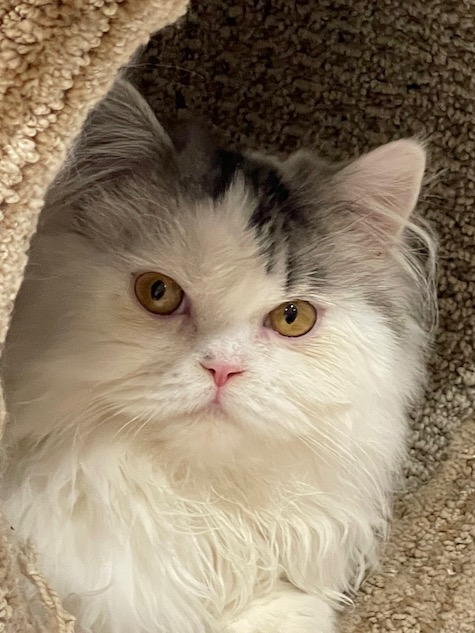 Photo of Zeppo a white and tabby Straight-Ear Scottish Fold cat who needs a home