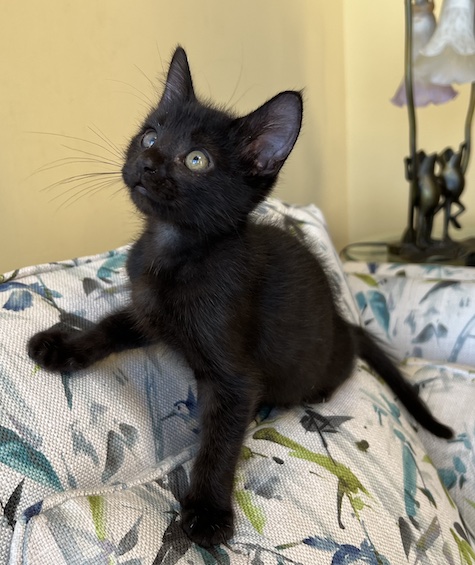 Photo of Black kitten who needs a home