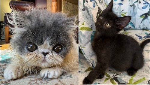 Photo of Blue and White Persian and Black kittens who need a home