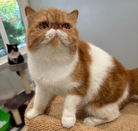 Photo of Colette a Red and White Persian cat who needs a home