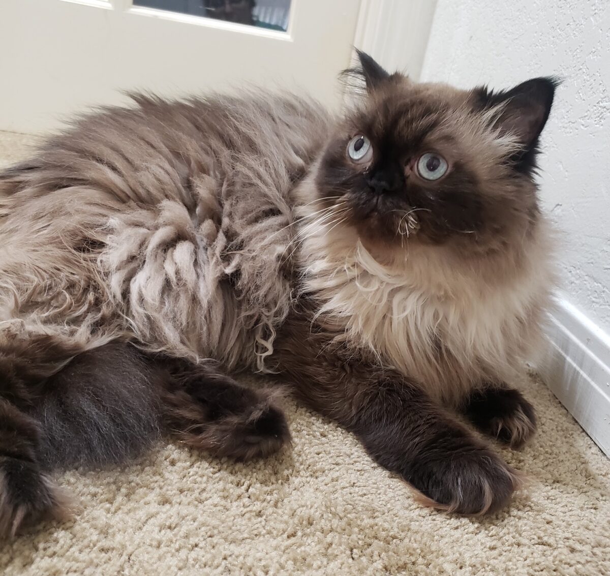 Photo of Jigme a Seal Point Himalayan cat who needs a home