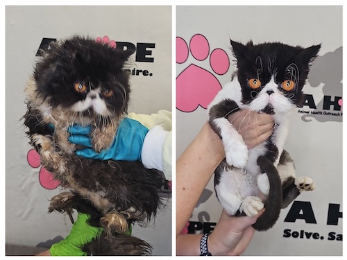 Photo of rescued Black and White Persian before and after