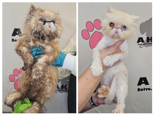 Photo of rescued white cat before and after