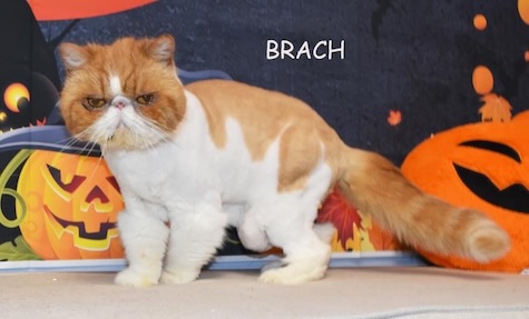 Photo of Brach a red and white Persian cat who needs a home in Michigan