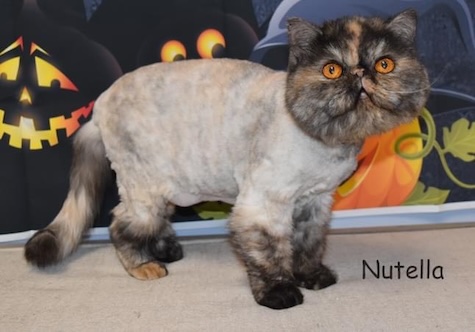 Photo of Nutella a Tortie Persian cat who needs a home in Michigan