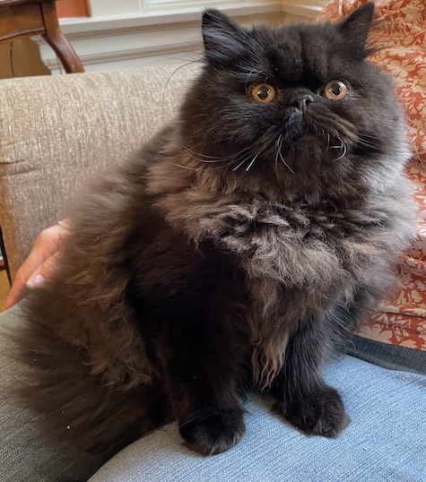 Photo of Diana a Black Smoke Persian cat who needs a home