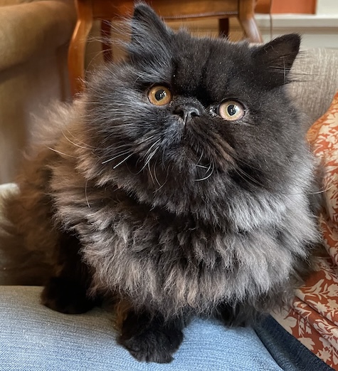 Photo of Diana a Black Smoke Persian cat who needs a home