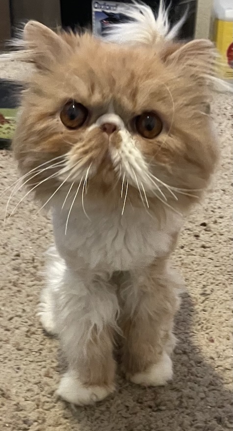 Photo of Buddy an orange and white Persian cat who needs a home