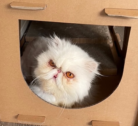 Photo of Ethel a white Persian cat who needs a home