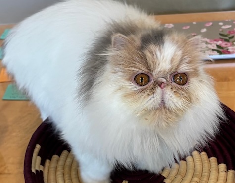 Photo of Aubergine a Calico Persian Cat who needs a home