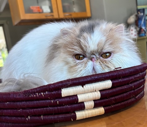 Photo of Aubergine and adorable Persian cat who loves to sleep in a basket