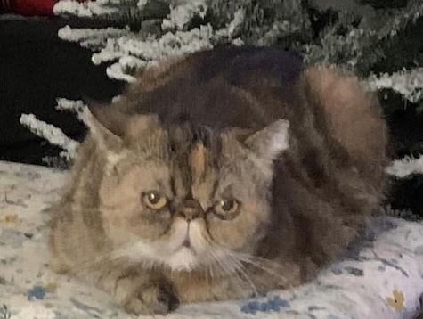 Kika