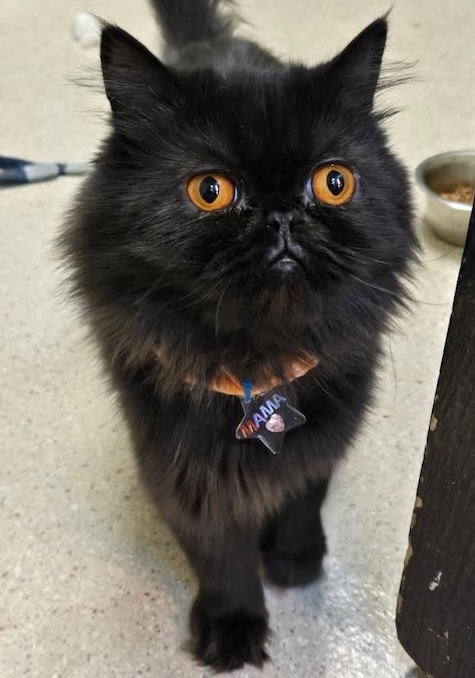 Mama – Adopted September 2025