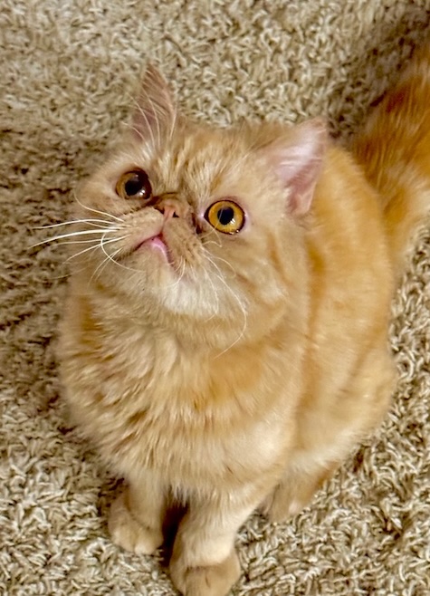 Photo of Sweetie Boy a cream Persian cat who needs a home