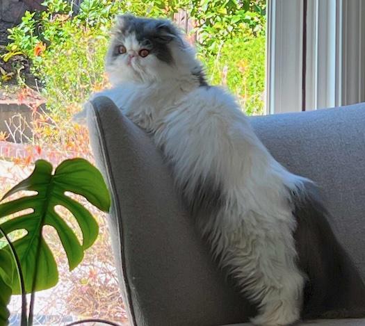 Photo of Furby a White and Grey Persian cat who needs a home and loves to look out the window