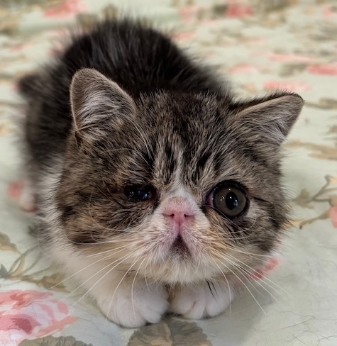 Luca – Adopted December 2025