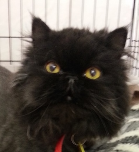 Remington – Adopted November 2025