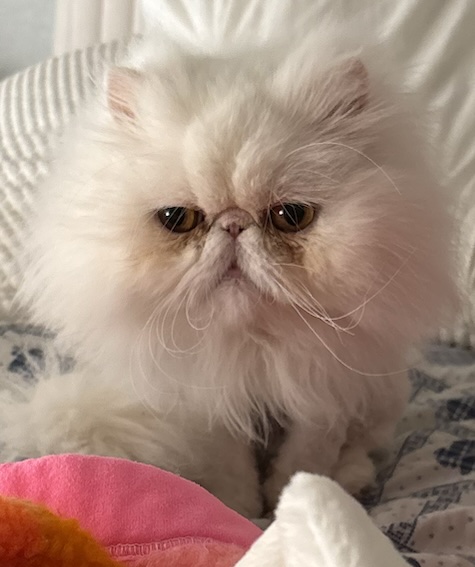 Elinor – Adopted May 2025