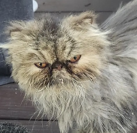 Nubbin – ADOPTED!!