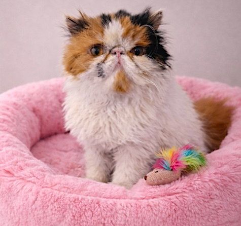 Stella – Adopted April 2026