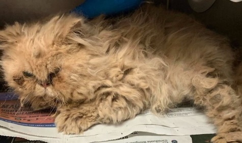 Photo of Alastair a Cream Male Persian Cat who needs a home