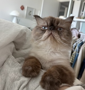 Photo of Huxley a Himalayan Cat who was rescued