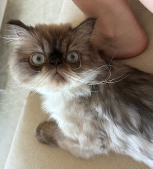 Photo of Huxley a Himalayan cat who was rescued
