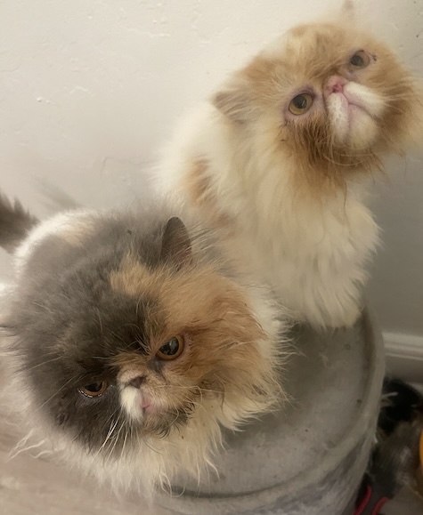 Kiki and Koko