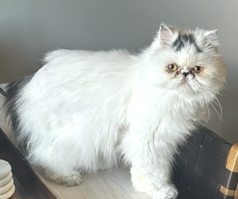 Louie