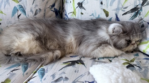 Photo of Pete a neutered male Grey and White Persian cat who needs a home