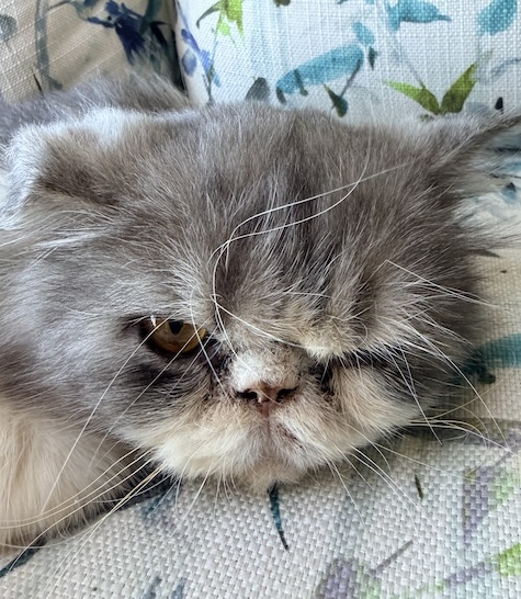 Pete