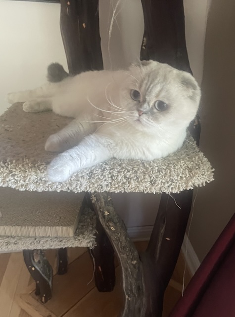 Photo of Roxy a Spayed Female Scottish Fold cat who needs a home and loves her cat tree